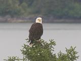 Vacation Alaska and Northwest  Bald Eagle Sitka